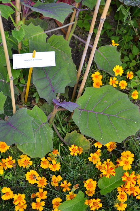 Solanum quitoense